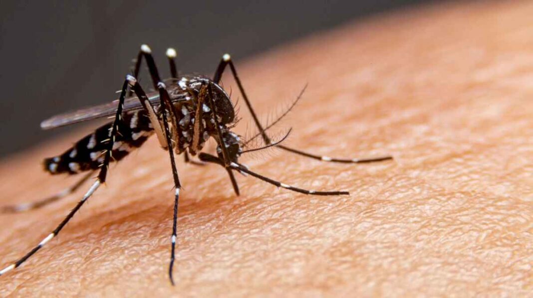 fuerte-aumento-de-los-casos-de-dengue-en-la-provincia-de-buenos-aires:-hay-alerta-en-24-municipios