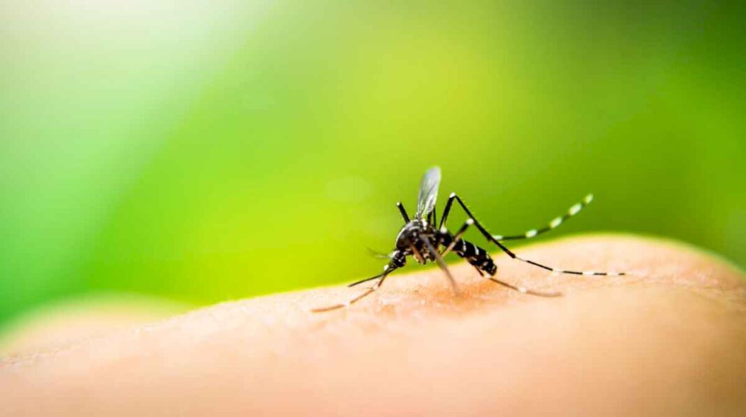 una-especialista-en-epidemiologia-anticipo-por-que-hay-una-invasion-de-mosquitos-en-el-amba-a-pesar-del-frio