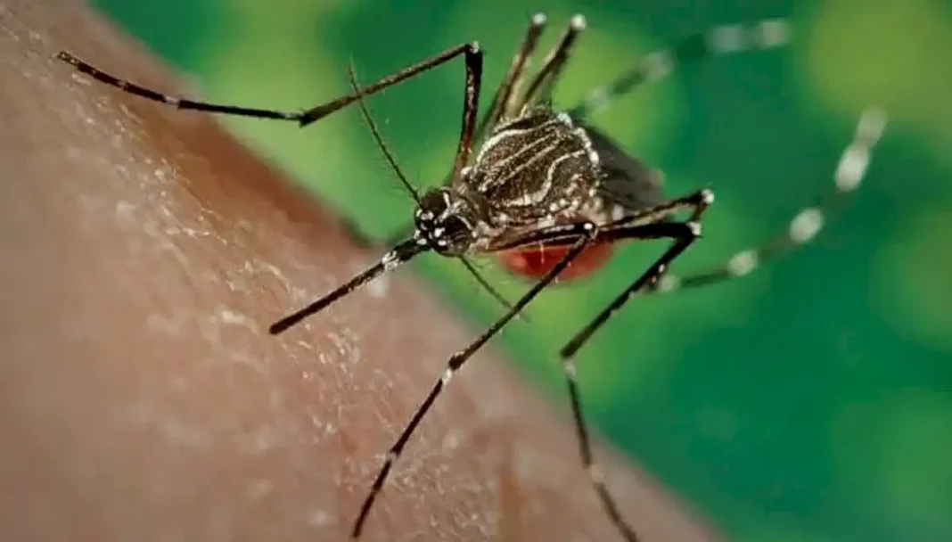 argentina-inicia-la-campana-de-vacunacion-contra-el-dengue-con-enfoque-en-zonas-de-mayor-riesgo