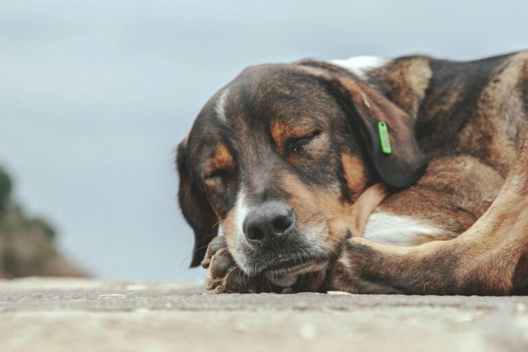 El lugar en el que deben dormir los perros, según los veterinarios