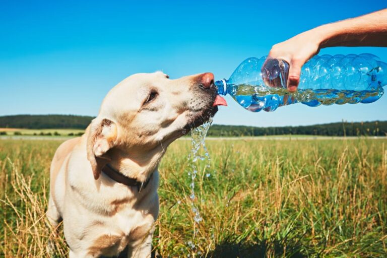 Qué hacer para cuidar a tu mascota durante una ola de calor