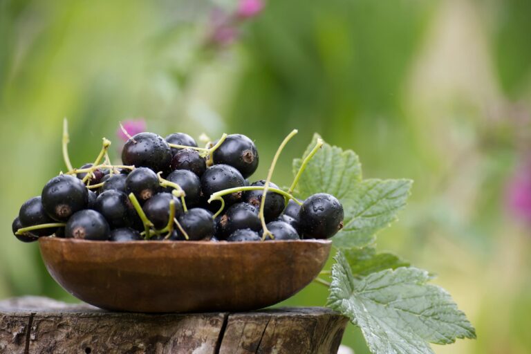 Oro negro: el superalimento, rico en vitamina C y muy poco conocido, que actúa como antioxidante