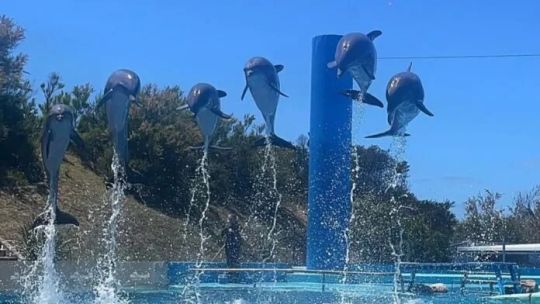 Mar del Plata: cierra el aquarium tras 32 años Qué pasará con los animales?