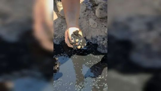 Estaban haciendo un pozo de agua y encontraron petróleo en una escuela de Neuquén