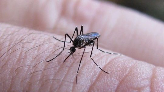 Dengue: especialistas recomiendan vacunarse durante el invierno para lograr una inmunización completa antes del verano