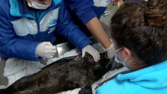 Decenas de animales marinos fueron hallados heridos en las costas bonaerenses en lo que va del año
