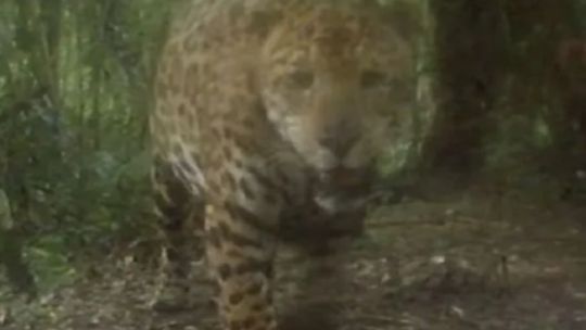 Mirá al nuevo yaguareté que avistaron en la Reserva Urugua-í