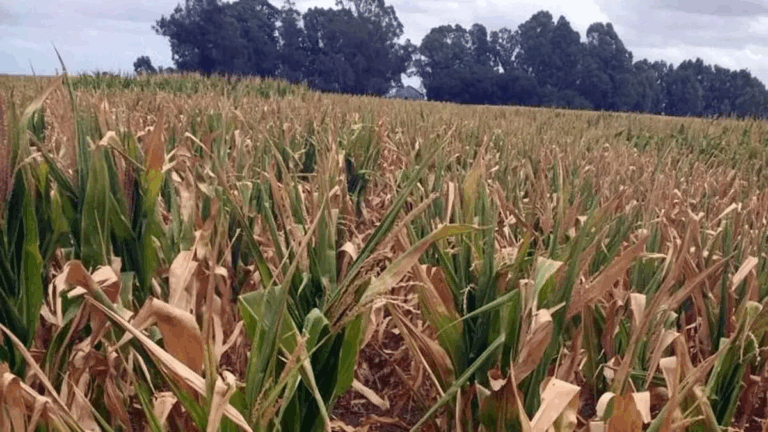 Más gasto: diputados proponen fuerte aumento del fondo de emergencia agropecuaria y buscan llevarlo a $130.000 millones