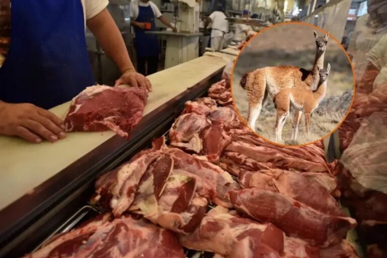 Corte de carne de guanaco listo para la venta en un mostrador
