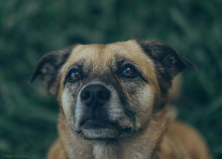Perros en el Centro de Adopciones Nicolás Mancilla de Salta durante jornada de adopción