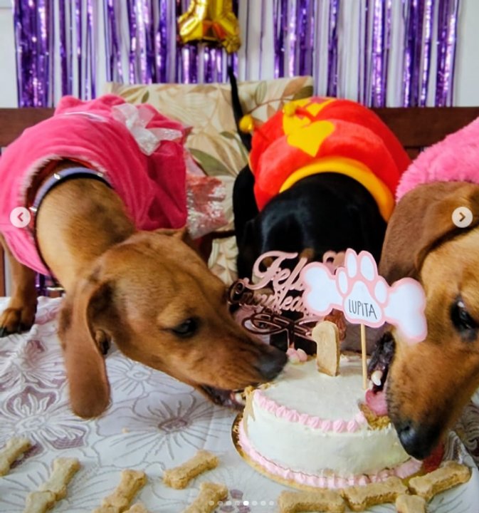 Torta saludable para mascotas de la pastelería La Croqueta en Salta