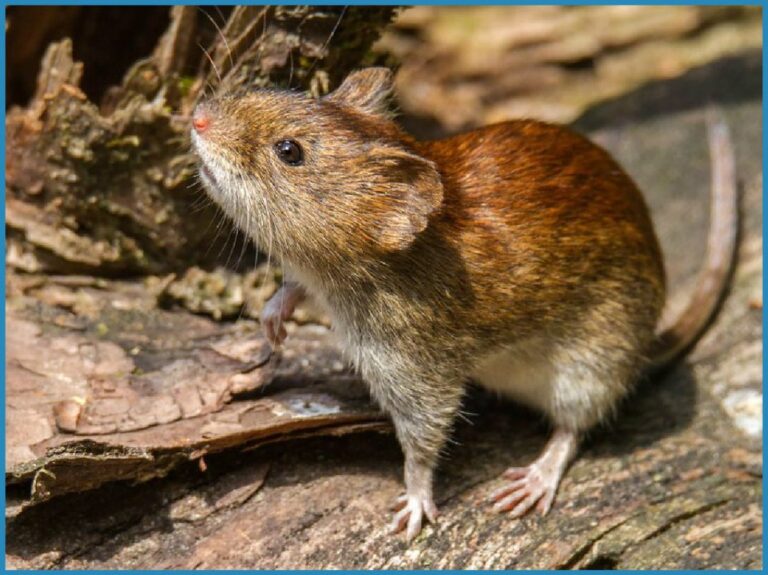 Mujer fallecida por hantavirus en Jujuy y alerta en Salta