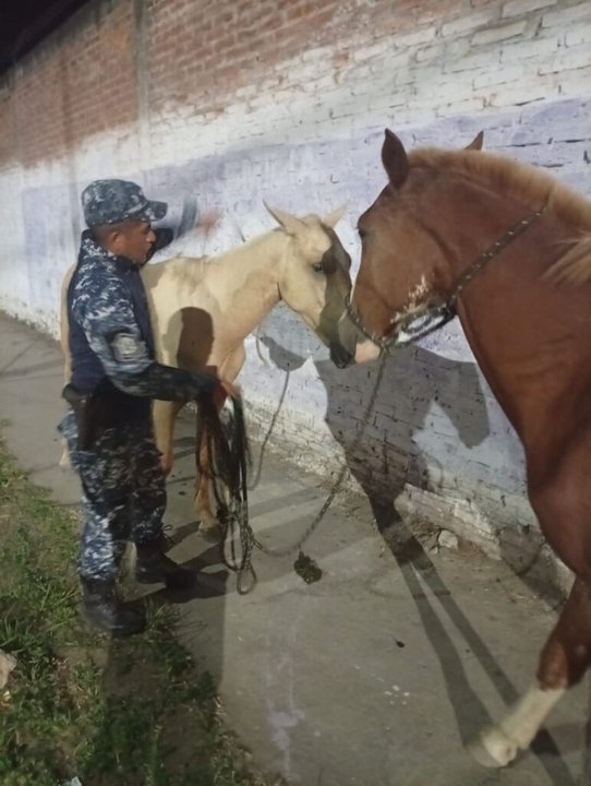 Efectivos de la División Caballería de Orán junto a dos caballos incautados en la vía pública.