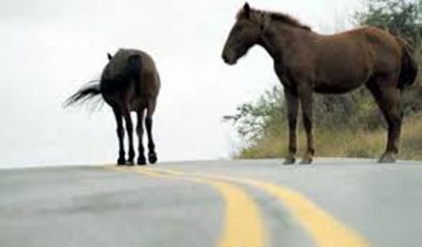 Caballos y vaca incautados en la vía pública de Salta