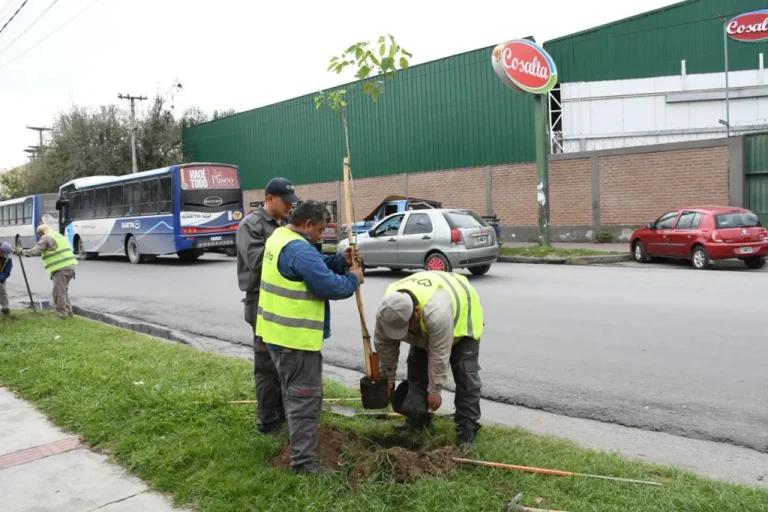 Trabajos de plantación de árboles en la avenida Chile, Salta