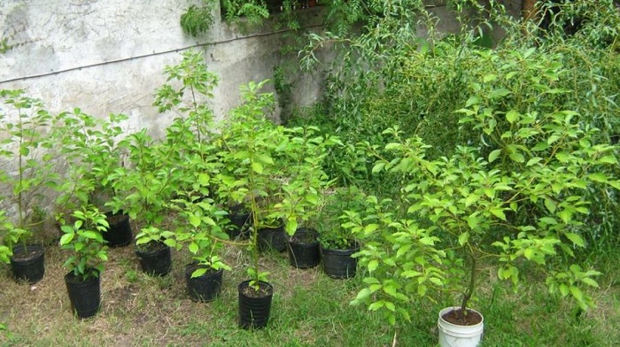 Proceso de forestación y plantación de árboles en espacios verdes de la ciudad de Salta