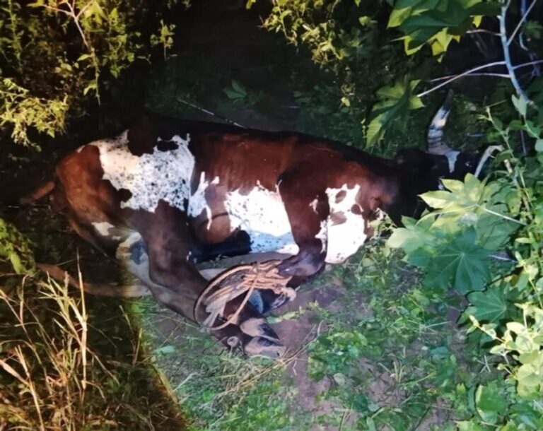 Operativo policial en zona rural de Anta, Salta