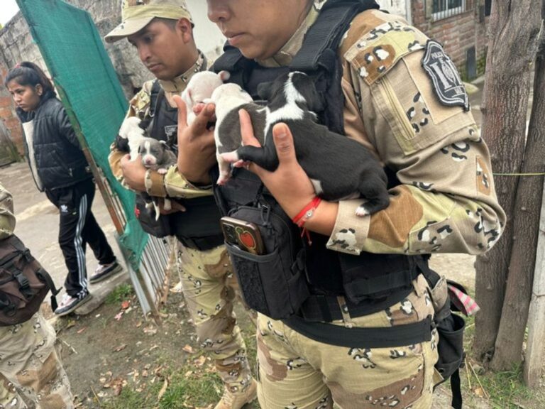 Operativo de rescate de perros pitbull en barrio Mosconi, Salta
