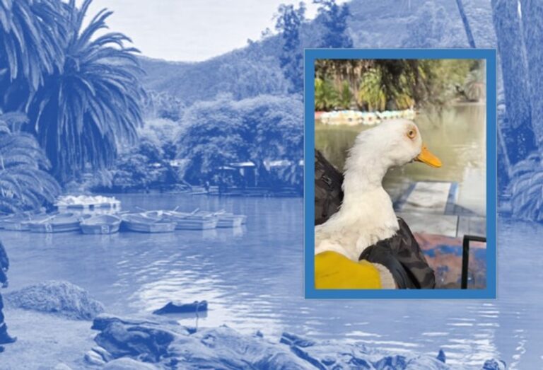 Rescate de un pato enfermo en el lago del parque San Martín de Salta